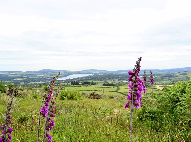 Foxgloves in the Wicklow Mountains.